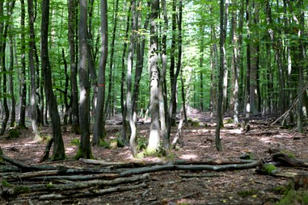 Herrenwald Stadtallendorf 2020-08-21 27
