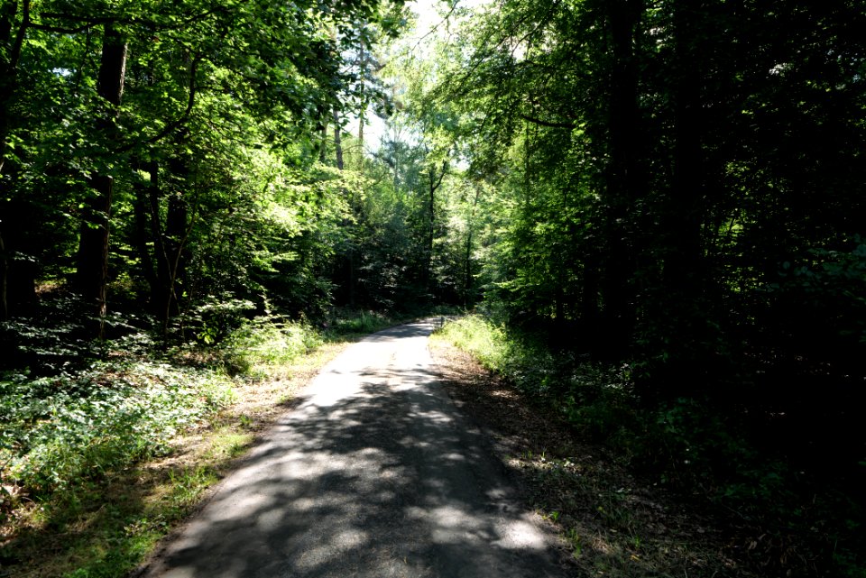 Herrenwald Stadtallendorf 2020-08-21 01