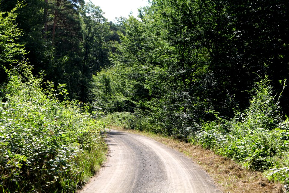 Herrenwald Stadtallendorf 2020-08-21 05