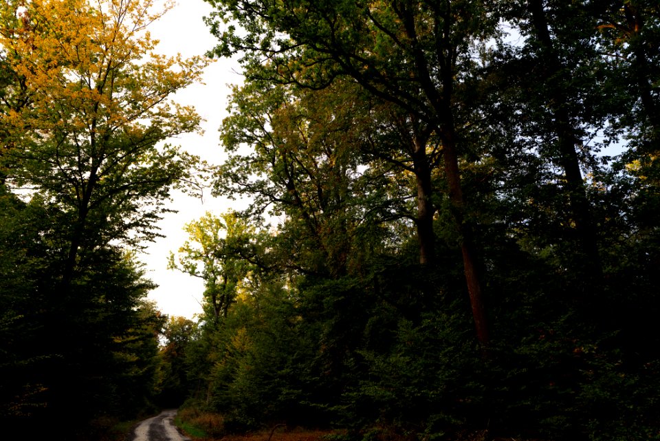 Herrenwald Stadtallendorf 2020-10-07 59