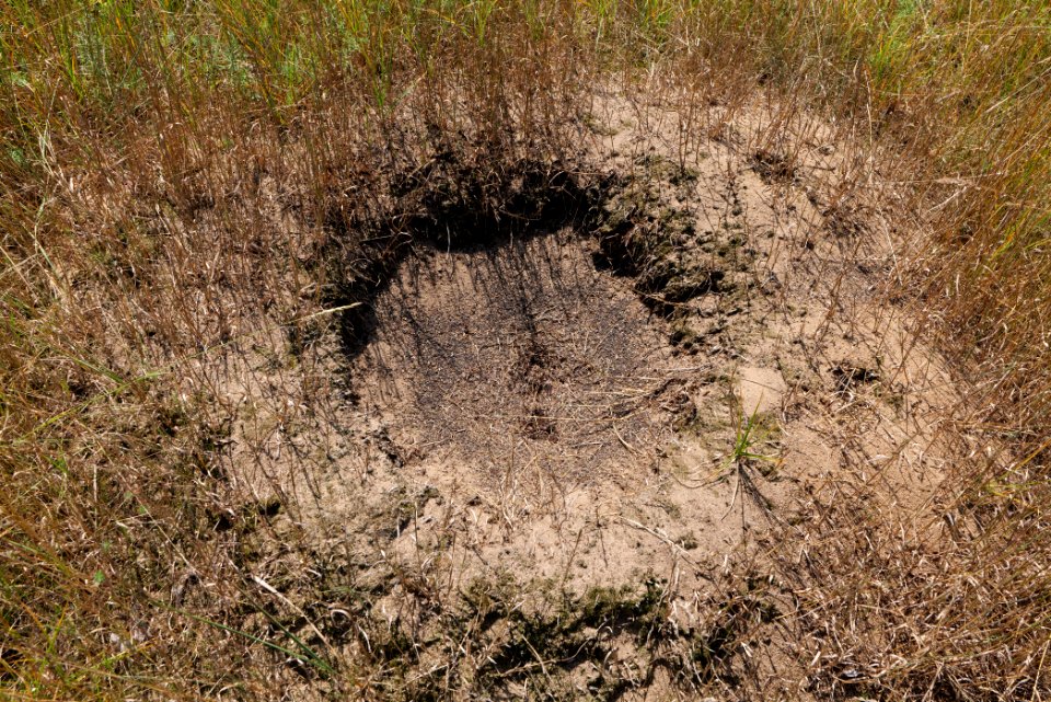 Herrensee, Lange-Damm-Wiesen und Barnim-Hänge 2020-08-05 31