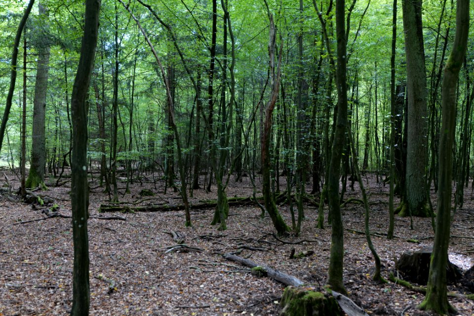 Herrenwald Stadtallendorf 2020-08-21 41