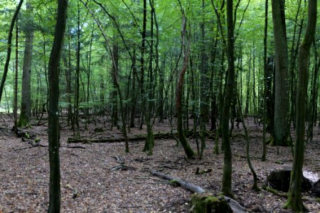 Herrenwald Stadtallendorf 2020-08-21 41