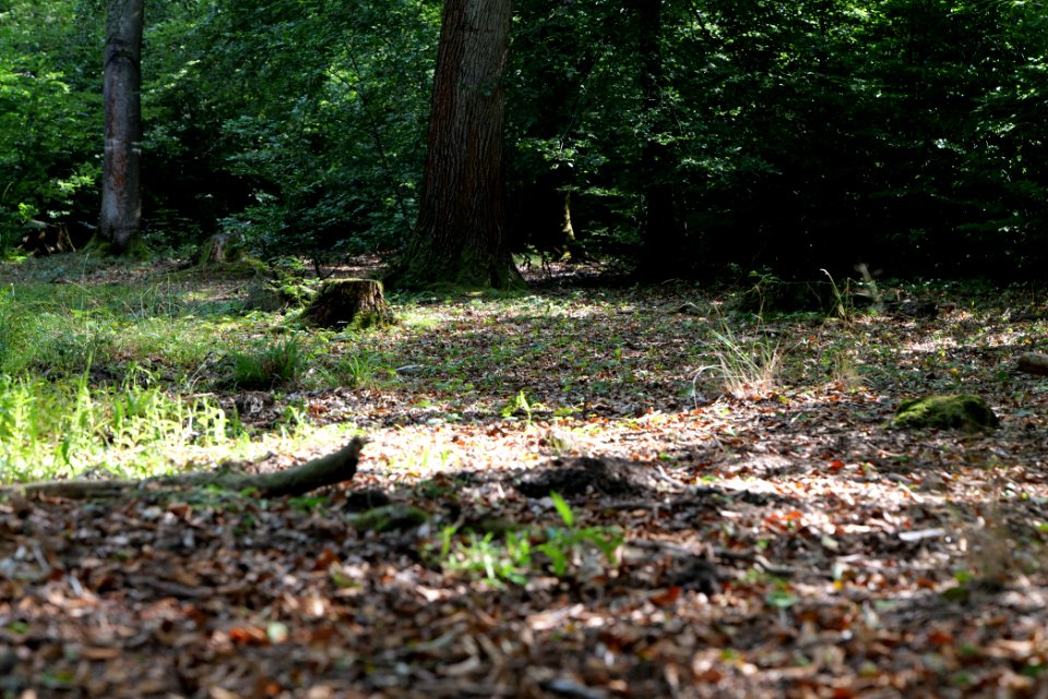 Herrenwald Stadtallendorf 2020-08-21 16