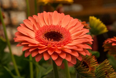 Flower gerbera garden