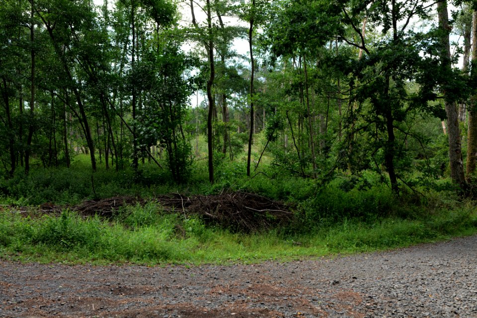 Herrenwald Stadtallendorf 2020-08-21 52