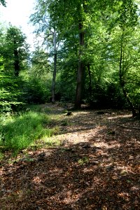 Herrenwald Stadtallendorf 2020-08-21 12