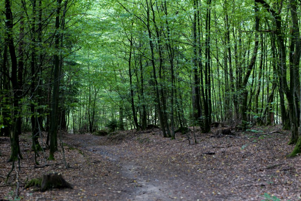 Herrenwald Stadtallendorf 2020-08-21 38