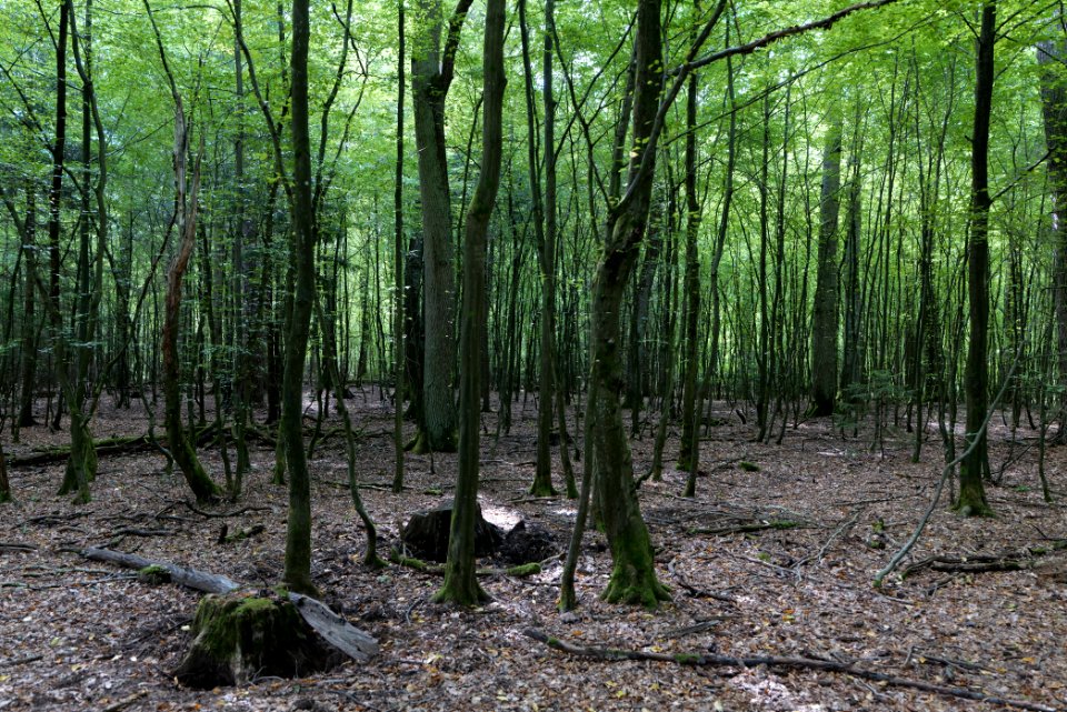 Herrenwald Stadtallendorf 2020-08-21 43