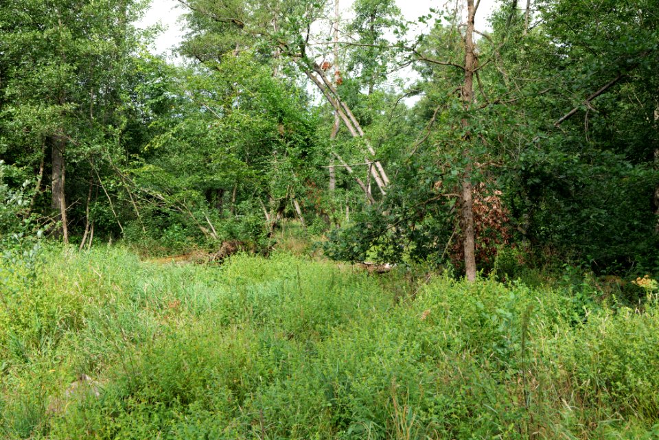 Herrenwald Stadtallendorf 2020-08-21 57