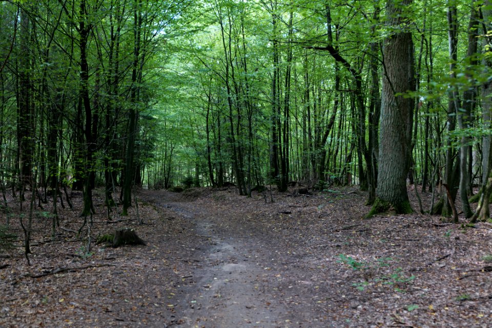 Herrenwald Stadtallendorf 2020-08-21 36