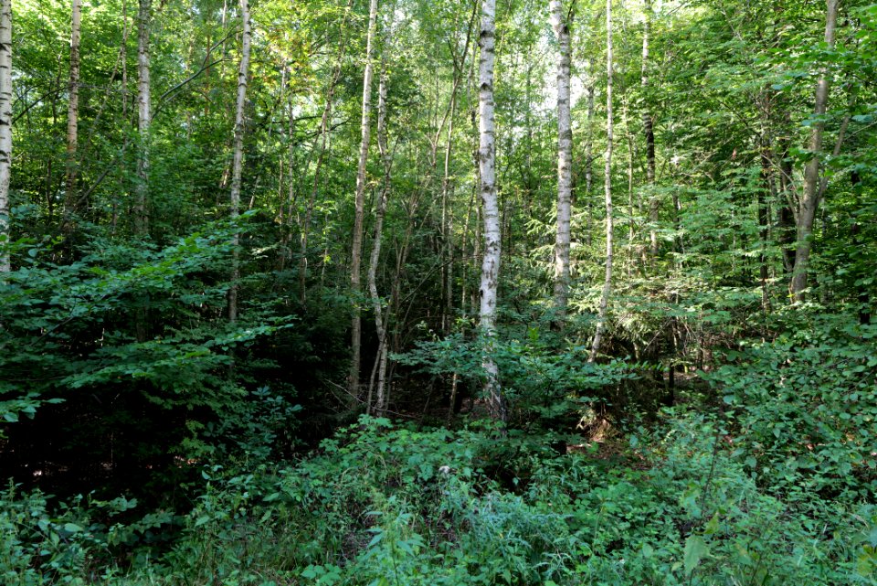 Herrenwald Stadtallendorf 2020-08-21 03