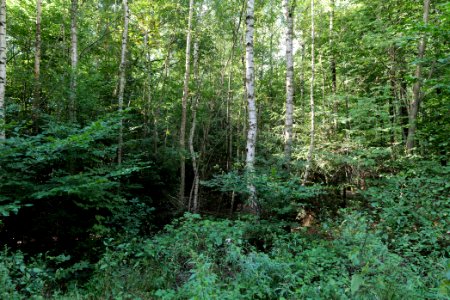 Herrenwald Stadtallendorf 2020-08-21 03