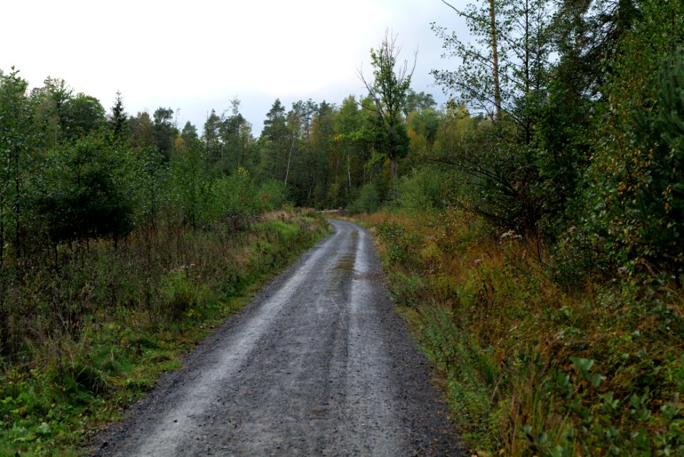 Herrenwald Stadtallendorf 2020-10-07 24