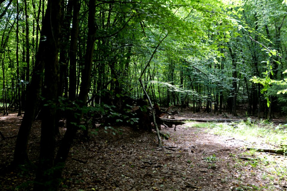 Herrenwald Stadtallendorf 2020-08-21 35
