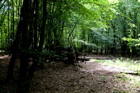 Herrenwald Stadtallendorf 2020-08-21 35
