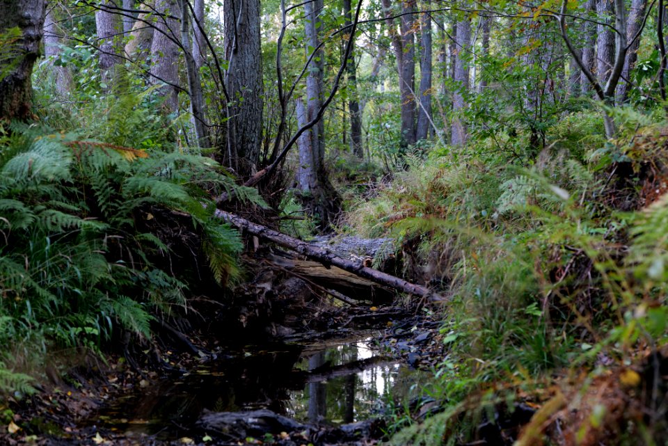 Herrenwald Stadtallendorf 2020-10-07 31