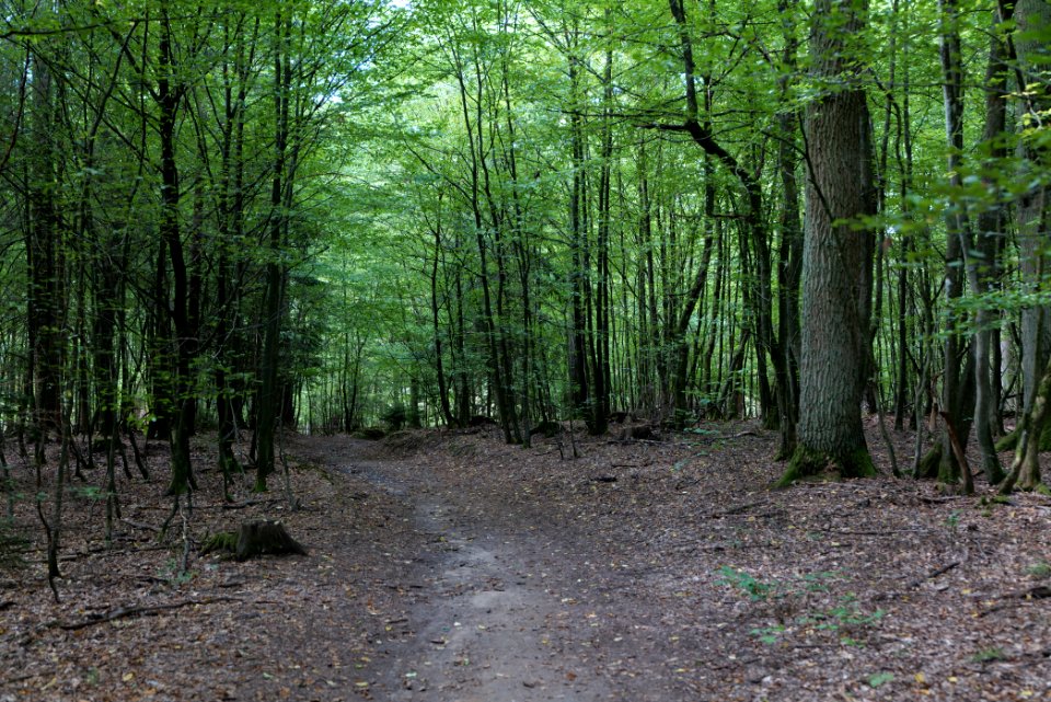 Herrenwald Stadtallendorf 2020-08-21 37