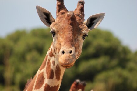 Giraffe africa savannah