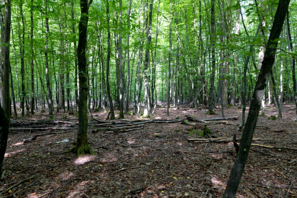 Herrenwald Stadtallendorf 2020-08-21 28