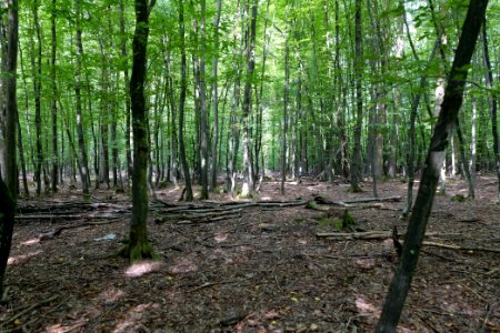 Herrenwald Stadtallendorf 2020-08-21 28