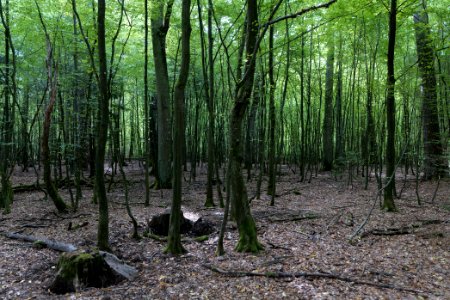 Herrenwald Stadtallendorf 2020-08-21 42