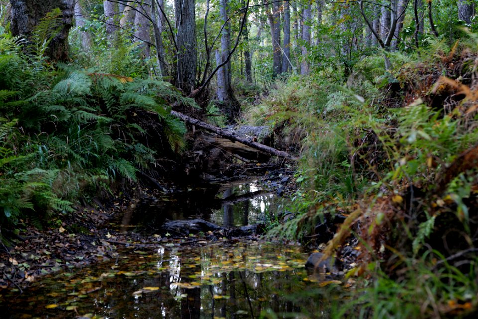 Herrenwald Stadtallendorf 2020-10-07 32