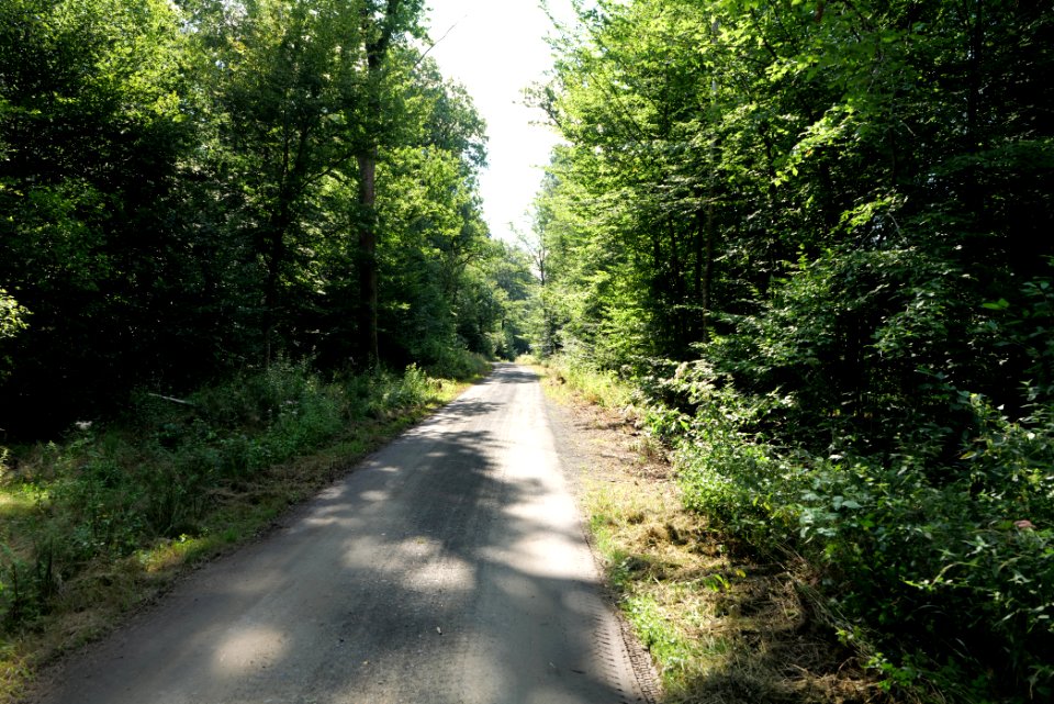 Herrenwald Stadtallendorf 2020-08-21 07