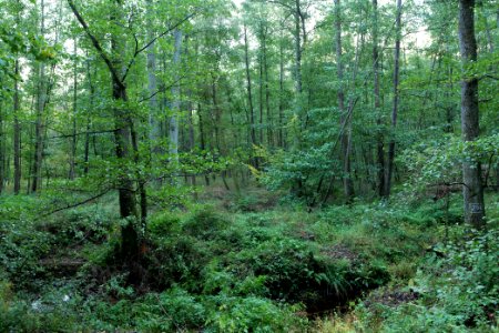 Herrenwald Stadtallendorf 2020-10-07 39