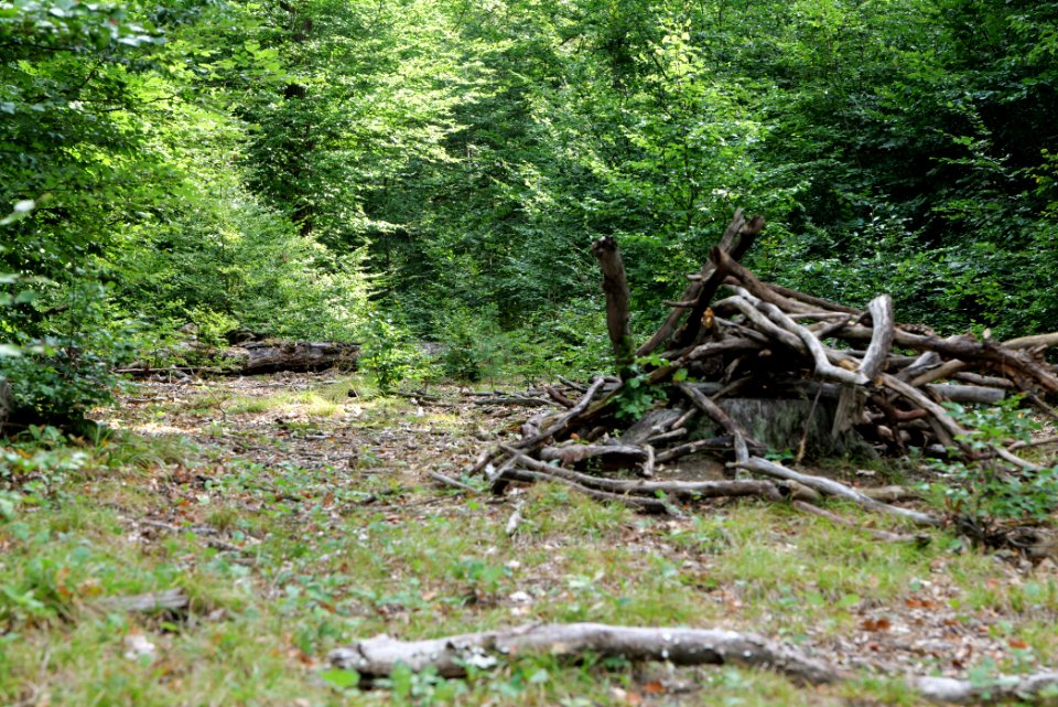 Herrenwald Stadtallendorf 2020-08-21 18