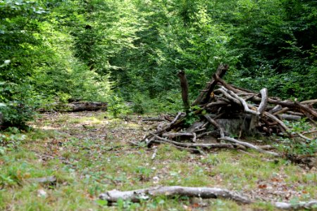 Herrenwald Stadtallendorf 2020-08-21 18