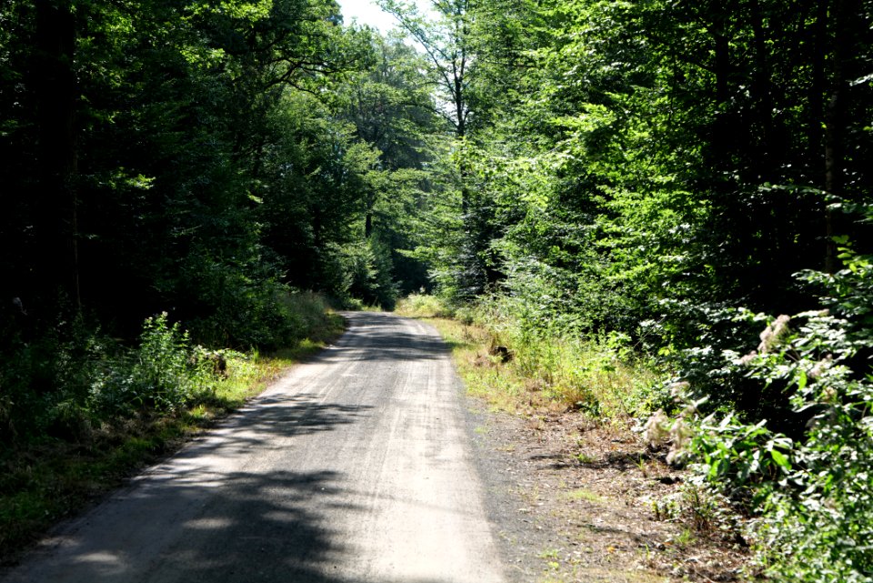 Herrenwald Stadtallendorf 2020-08-21 08