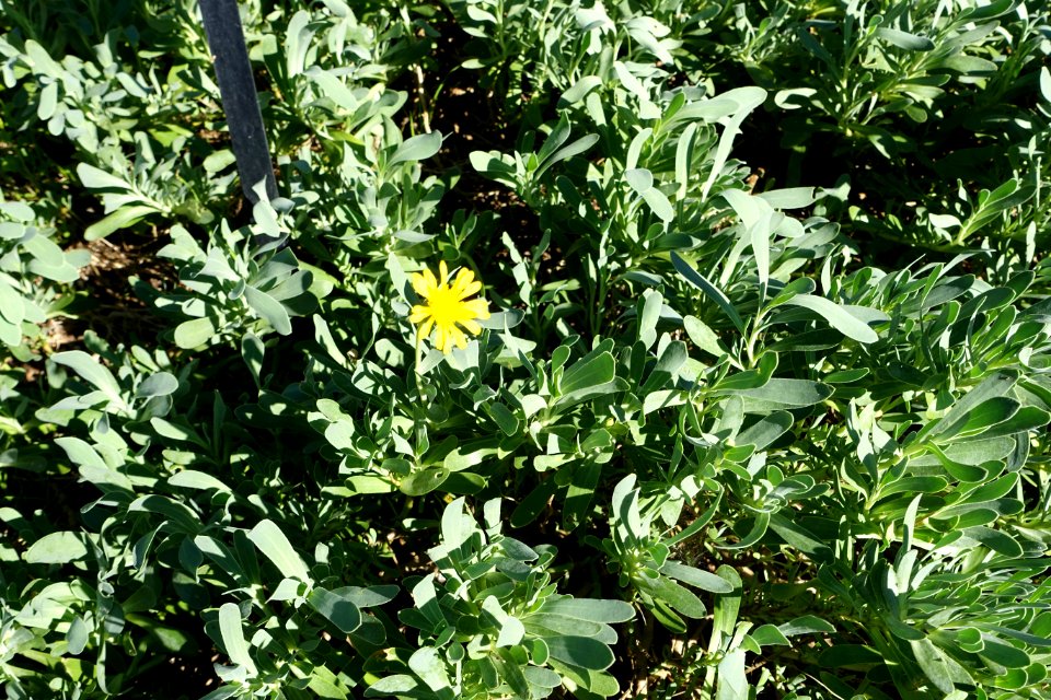 Hertia cheirifolia - Jardín Botánico de Barcelona - Barcelona, Spain - DSC09200