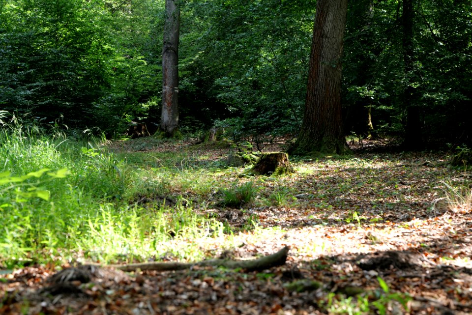 Herrenwald Stadtallendorf 2020-08-21 14