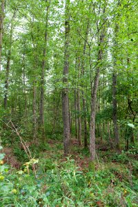 Herrenwald Stadtallendorf 2020-10-07 17