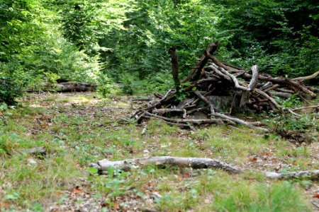 Herrenwald Stadtallendorf 2020-08-21 20