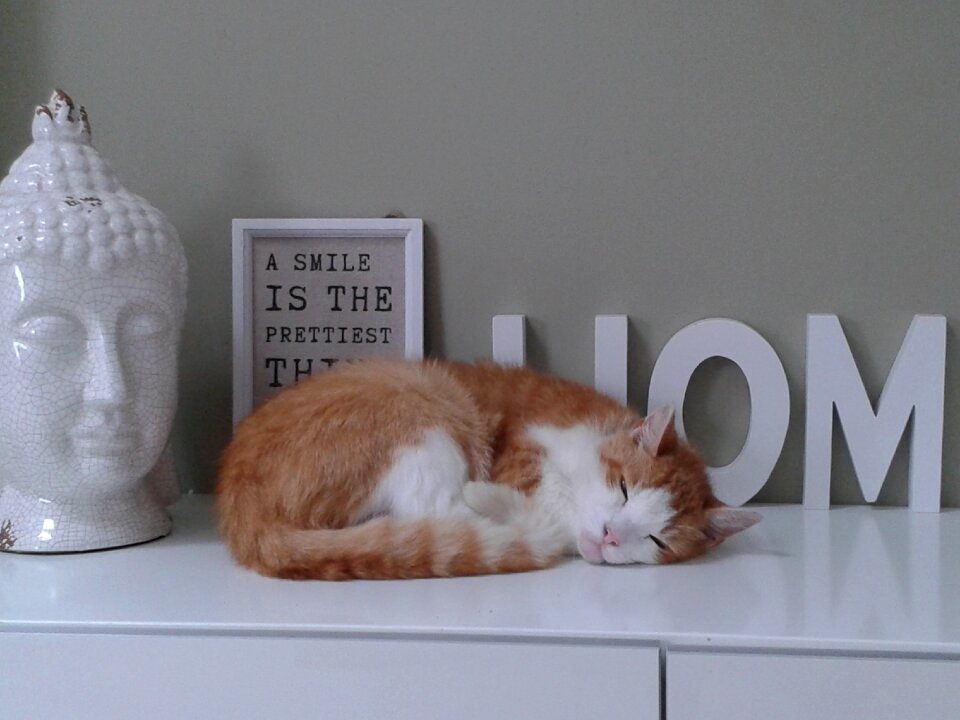 House decor pet