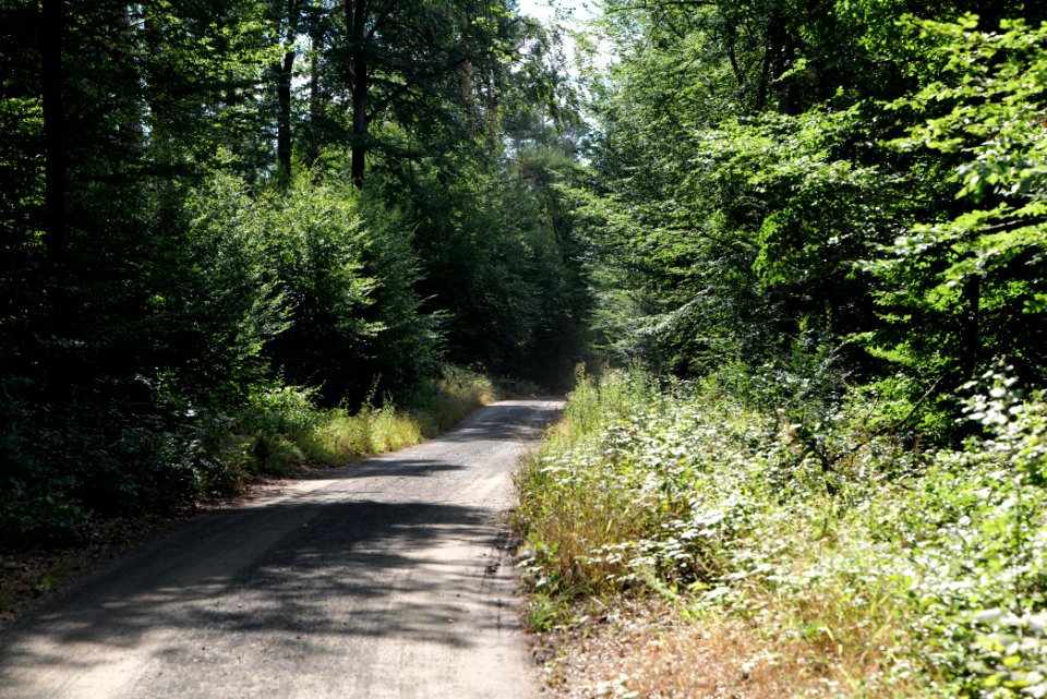 Herrenwald Stadtallendorf 2020-08-21 17