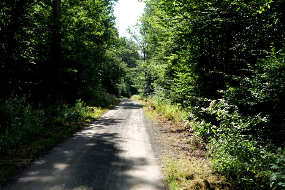Herrenwald Stadtallendorf 2020-08-21 09