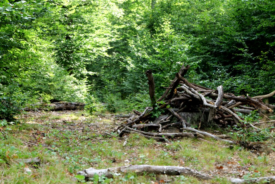 Herrenwald Stadtallendorf 2020-08-21 21