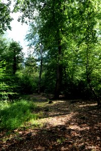 Herrenwald Stadtallendorf 2020-08-21 13