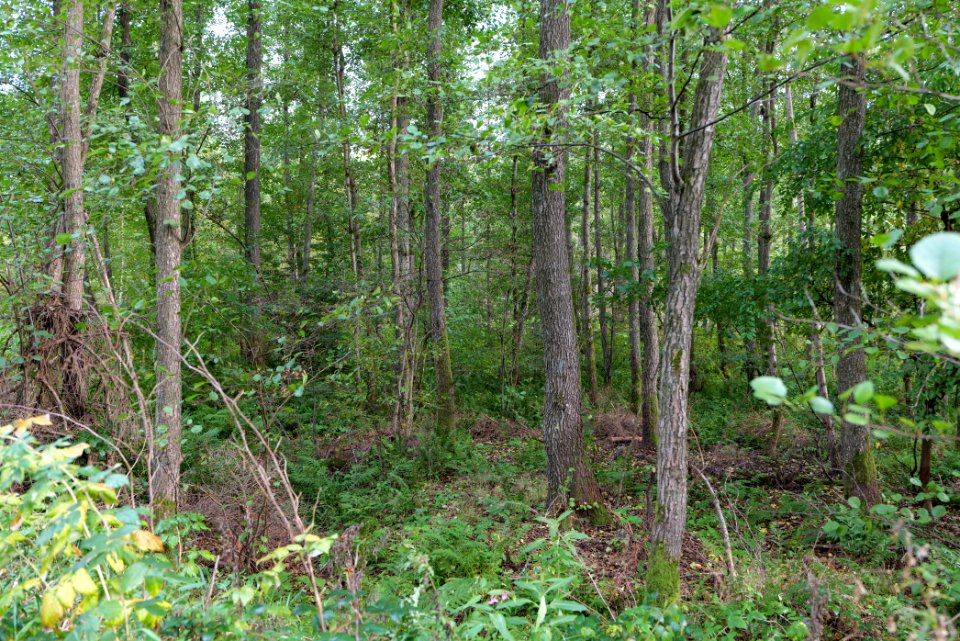 Herrenwald Stadtallendorf 2020-10-07 13