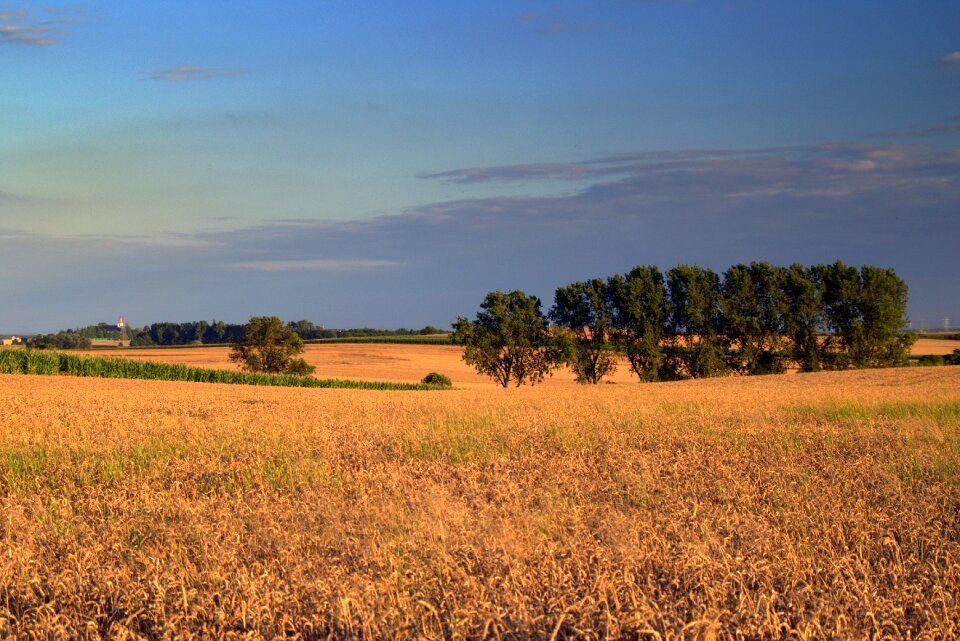 Cereals landscape agriculture