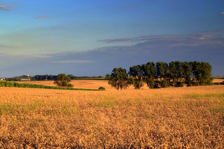 Cereals landscape agriculture photo