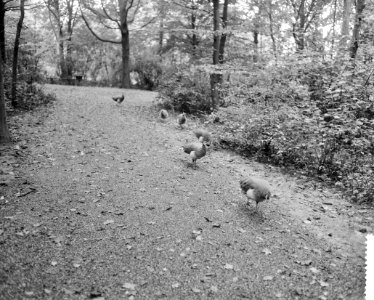 Herfst in het Kralingse Bos te Rotterdam, Bestanddeelnr 911-6526