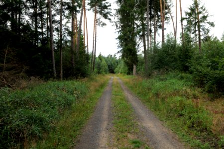 Herrenwald Stadtallendorf 2020-08-21 71