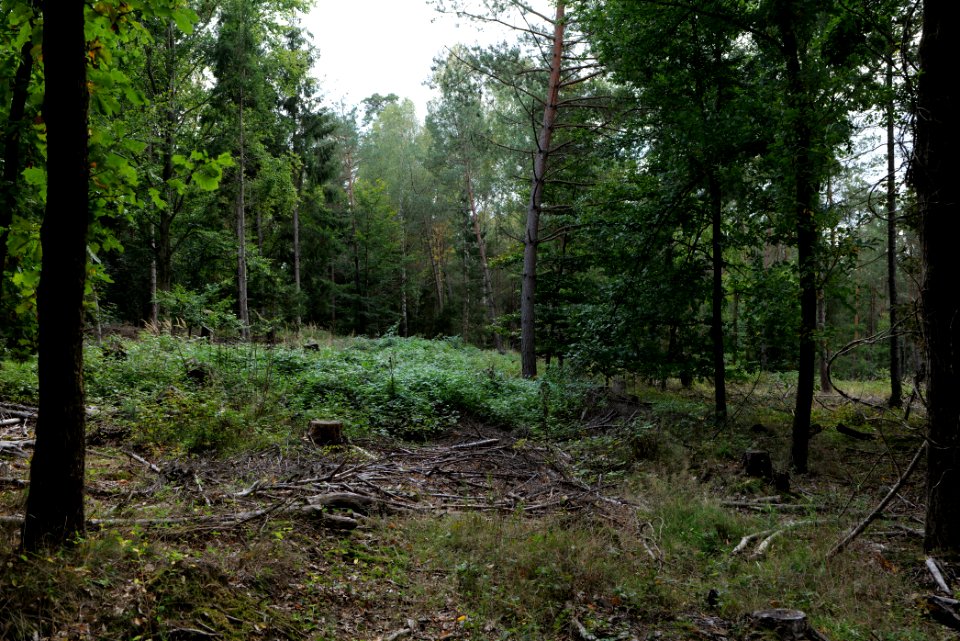 Herrenwald Stadtallendorf 2020-10-04 05
