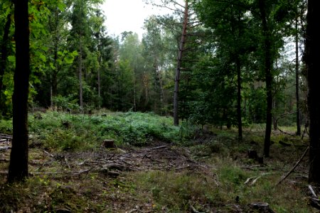 Herrenwald Stadtallendorf 2020-10-04 05