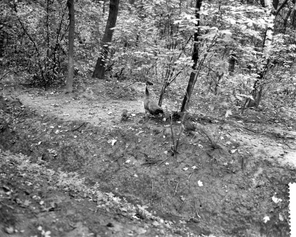 Herfst in het Kralingse Bos te Rotterdam, Bestanddeelnr 911-6525