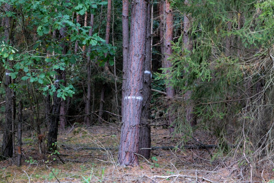 Herrenwald Stadtallendorf 2020-10-04 03